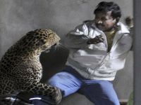 India: Man scalped by leopard. 46341.jpeg