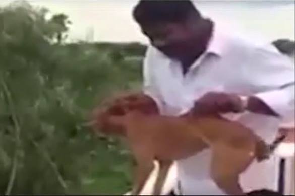 Man throws dog off roof for experiment. Video. 58354.jpeg
