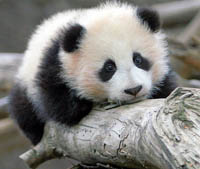 Panda Attracts Keen Interests of Scientists Due to its Genome