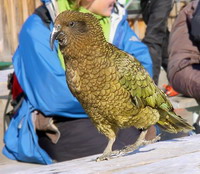 Python kills 3 rare parrots in Budapest Zoo