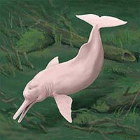 China's Yangtze River dolphin 