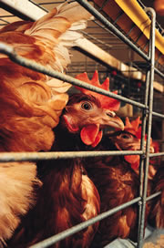 Denmark confirms first case of bird flu