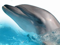 Deaf bottlenose dolphin's calf dies at Florida marine mammal rehabilitation center