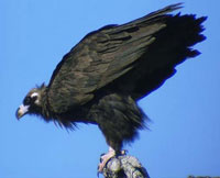Myanmar villager kills rare vulture