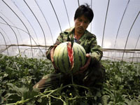Fields of watermelons are bursting in China. 44370.jpeg