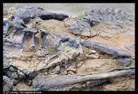 Scientists unveil bones of largest dinosaurs found in Australia