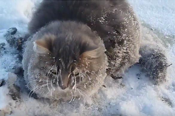 Cat freezes into ice at -35C but stays alive. 59374.jpeg