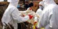 Slovene authorities meet to discuss bird flu