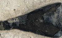 Fresh fossil squid ink 160 million years old?. 47379.jpeg