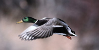 2,500 mallard ducks die of bacterial or fungal infection