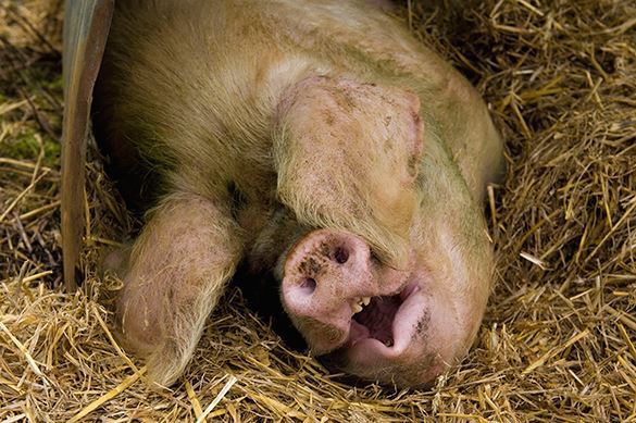 Europeans slaughter animals for fun. Shocking video. Animal slaughter in Europe