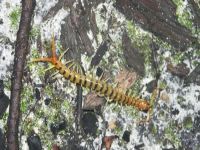 Centipedes create a natural border. 46383.jpeg