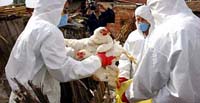 Four Malaysian family members cleared of bird flu after quarantine