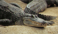 4-foot alligator walks in Michigan