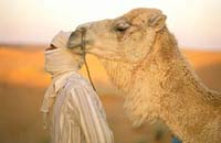 Pet male camel kills his mistress