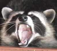Badger attacks baby and eats its face