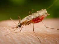 Malaria: The Good News and the Bad