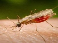 Resistant malaria strain would cause a public health catastrophe. 48421.jpeg