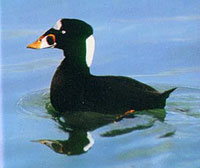 Thousands of sea ducks found dead after oil spill off U.S. west coast