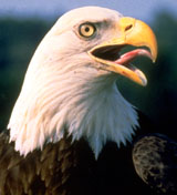 Bald Eagle closer to leaving endangered list