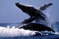 US Navy disagrees with restriction of sonars for protection of whales