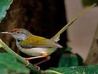 Cambodia: New bird species discovered in capital. 50443.jpeg