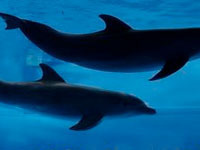 Russia resumes training of combat dolphins and seals in Sevastopol. 52446.jpeg