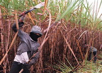 Amazon rainforest may be used to grow sugarcane for ethanol
