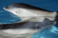 Many dolphins can be killed by heavy boat traffic as July 4 approaches