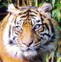 Prices for Sumatran tiger bone used in Asian medicines