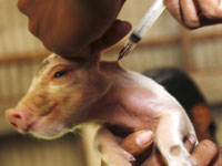 Swine Flu Kills Four Russians and Wants More