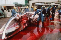 Whaling Commission is likely to keep ban on commercial whaling intact