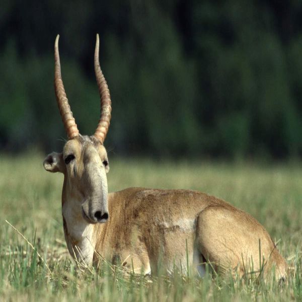 Saiga antelope joins the critically endangered status. 55466.jpeg
