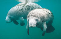 Manatees are not endangered species, official says
