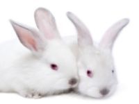 India: First Asian country to ban cosmetics testing on animals. 50470.jpeg