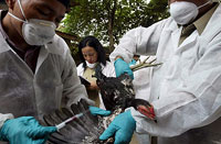 Bird flu death toll rises to 92 in Indonesia