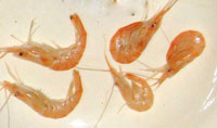 Toxic Shrimp Boost Potency