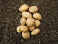 Russia bans imports of potatoes from Europe. 50481.jpeg