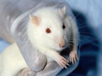 China: Campaign begins to end cosmetics animal testing. 50484.jpeg