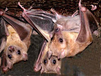 Scientific Article on Bats' Oral Pleasures Triggers Sexual Harassment Scandal