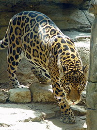 Zoo worker breaks safety protocol in jaguar mauling case
