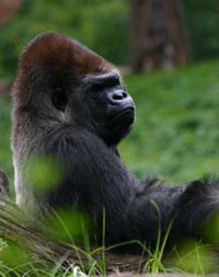 Imported German gorilla leads to baby boom at Dutch zoo