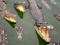 100,000 crocodiles to be exported from Mozambique