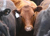 European Union veterinary experts meet to discuss British meat ban