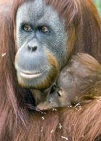 Netherlands: zoo to breed orangutans via Internet
