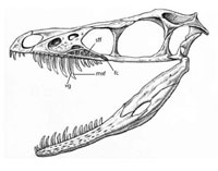Bird-Like Dinosaur Killed Prey with Venom