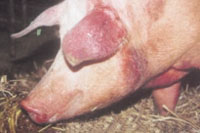Pig disease under control in China