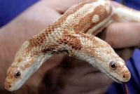 Rare two-headed snake named We dies at World Aquarium in St. Louis