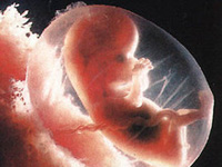 Human embryos never have any gills or any tails