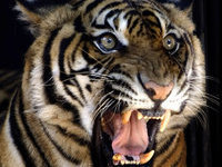 Circus tiger shoots urine at high-ranking spectators. 47540.jpeg